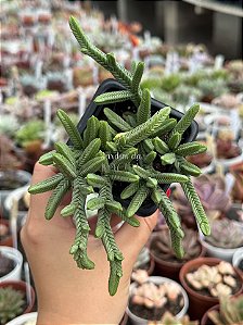 Crassula pyramidalis