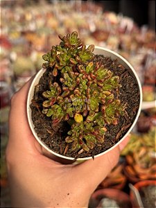 Aeonium sedifolium