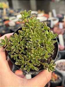 Aeonium sedifolium