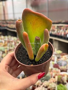Kalanchoe oricula