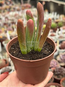 Kalanchoe oricula (sem raiz)