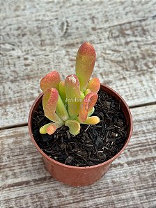 Kalanchoe oricula