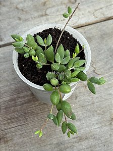 Cotyledon papilaris