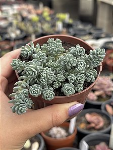 Sedum dasyphyllum major