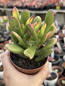 Crassula ovata (orelha de Fiona)