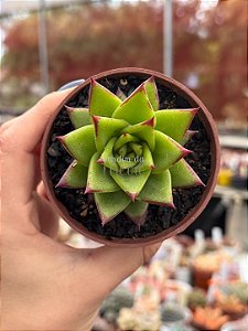 Echeveria agavoides lipstick