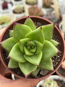 Echeveria agavoides lipstick