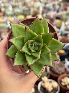 Echeveria agavoides lipstick