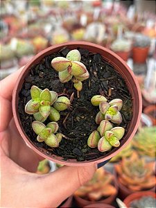Crassula monticola