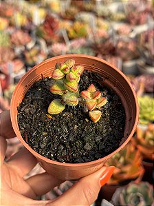 Crassula monticola