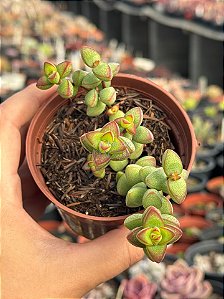 Crassula monticola