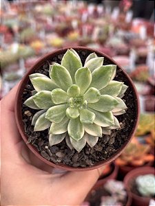 Echeveria green emerald variegata