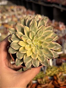Echeveria green emerald variegata