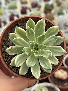 Echeveria green emerald