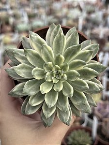 Echeveria green emerald
