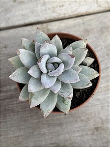 Pachyveria powder puff