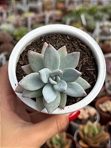Pachyveria powder puff
