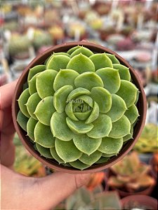 Echeveria lime and chime