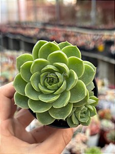 Echeveria lime and chime