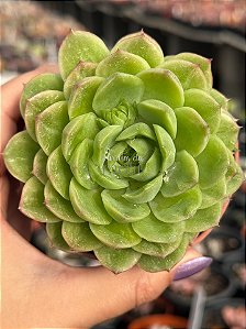 Echeveria lime and chime