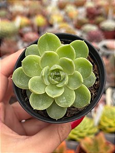 Echeveria lime and chime