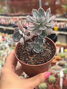 Echeveria angel