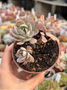 Echeveria angel