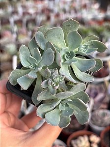Echeveria angel