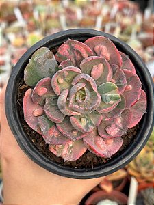 Echeveria beyonce rainbow
