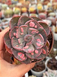 Echeveria beyonce rainbow
