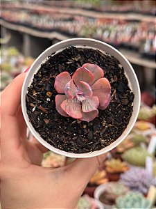 Echeveria beyonce rainbow