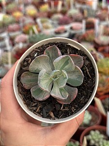 Echeveria beyonce rainbow