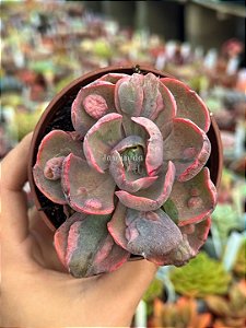 Echeveria beyonce rainbow