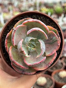 Echeveria beyonce rainbow