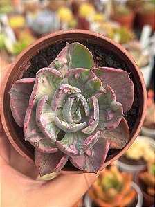 Echeveria beyonce rainbow