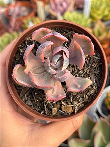 Echeveria beyonce rainbow