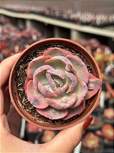 Echeveria Beyonce rainbow