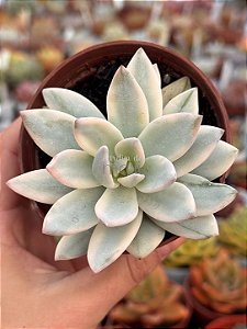 Pachyveria simonoasa variegata
