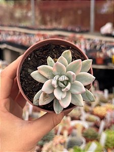 Pachyveria simonoasa variegata