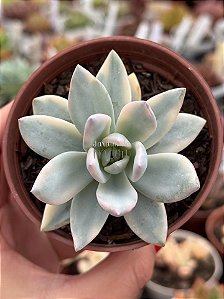 Pachyveria simonoasa variegata