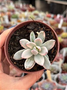 Pachyveria simonoasa variegata