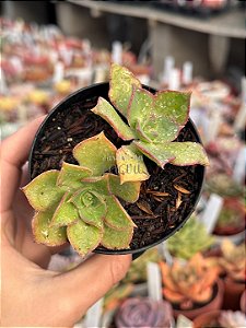 Aeonium híbrido de Lemon lime (semente)