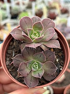 Aeonium híbrido de Lemon lime (semente)