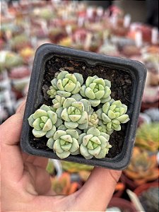 Sedum perez de la rosae