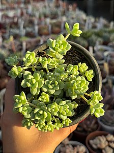 Sedum perez de la rosae