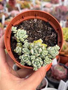 Sedum perez de la rosae