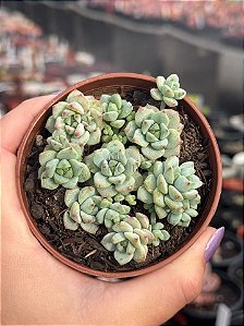 Sedum perez de la rosae