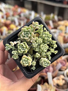 Sedum perez de la rosae