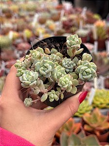 Sedum perez de la rosae