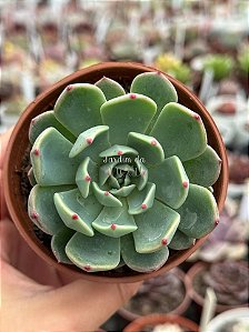 Echeveria lara